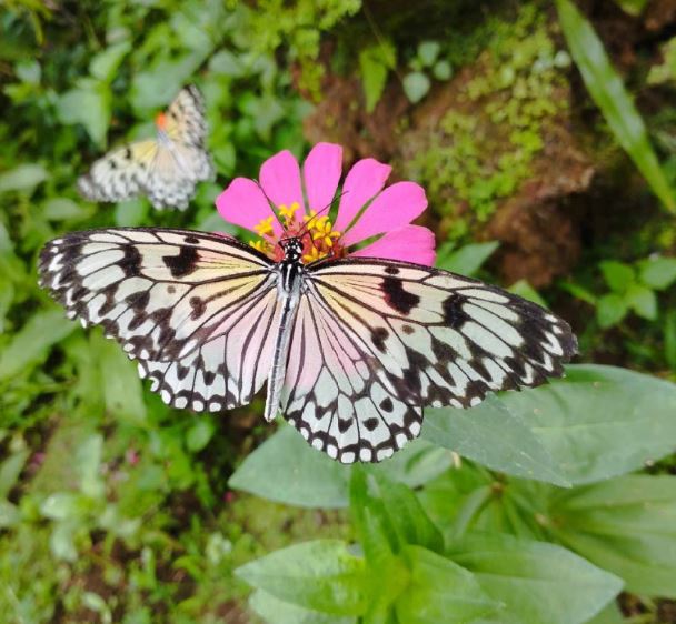 Malagos Butterfly dome - RealBreeze Davao Tour Packages