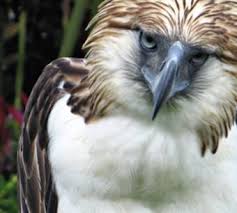 Philippine Eagle Centre - RealBreeze Davao Tour Packages